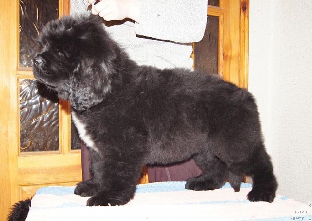 Фото: ньюфаундленд Super Bizon Zakkari (Супер Бизон Заккари)