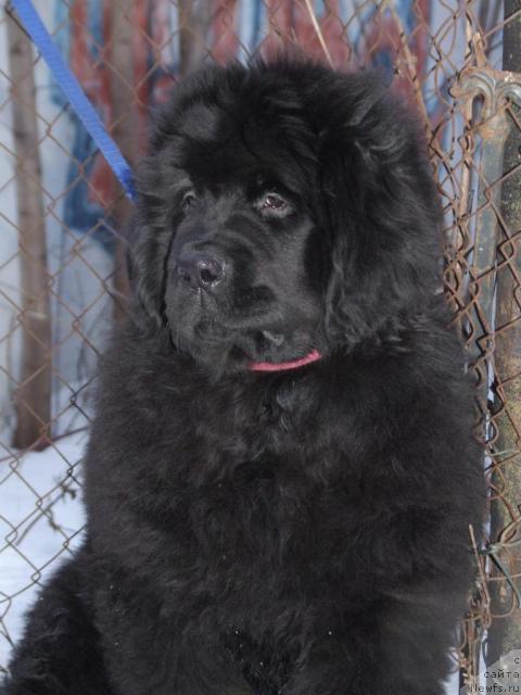 Фото: ньюфаундленд Zholli Wonderfull iz Medvejyego Yara (Жолли Вандерфулл из Медвежьего Яра)