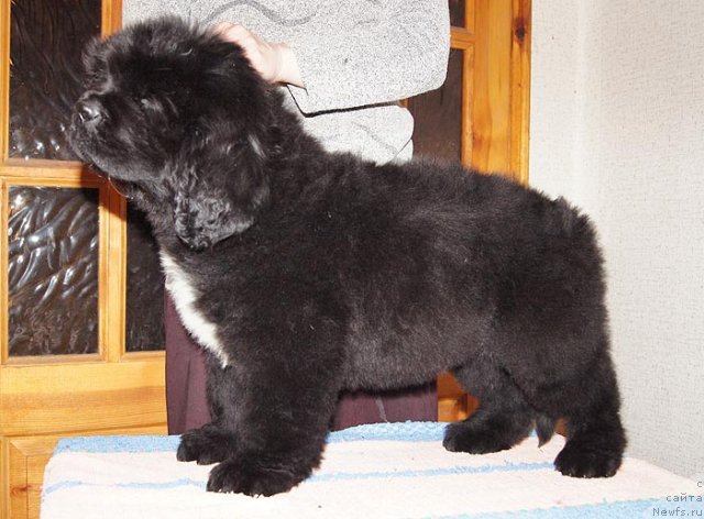 Фото: ньюфаундленд Super Bizon Zakkari (Супер Бизон Заккари)