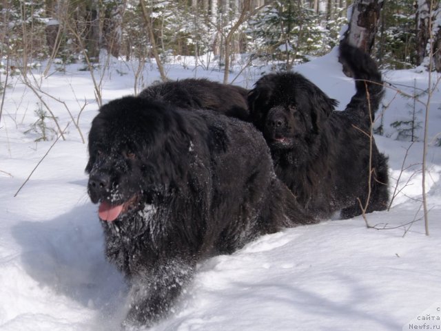 Фото: ньюфаундленд Ih Vyisochestvo Gotika Al'deya (Их Высочество Готика Альдея), ньюфаундленд Ih Vyisochestvo Batterflyay Blyek Omeliya (Их Высочество Баттерфляй Блэк Омелия)