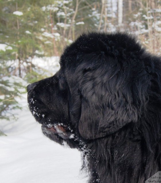 Фото: ньюфаундленд Ih Vyisochestvo Batterflyay Blyek Omeliya (Их Высочество Баттерфляй Блэк Омелия)