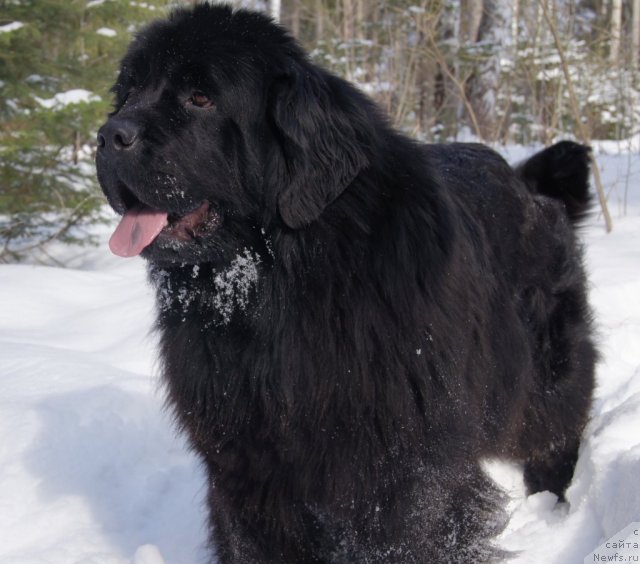 Фото: ньюфаундленд Ih Vyisochestvo Batterflyay Blyek Omeliya (Их Высочество Баттерфляй Блэк Омелия)