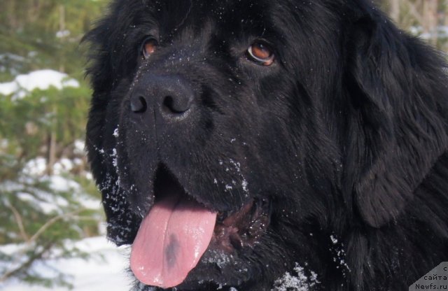 Фото: ньюфаундленд Ih Vyisochestvo Batterflyay Blyek Omeliya (Их Высочество Баттерфляй Блэк Омелия)