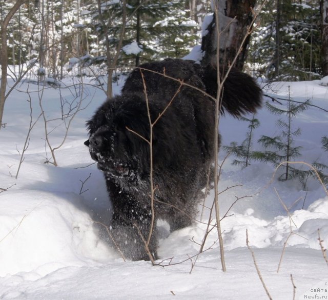Фото: ньюфаундленд Ih Vyisochestvo Giacinta Briz (Их Высочество Гиацинта Бриз)