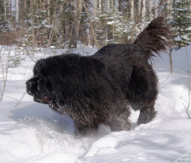 Фото: ньюфаундленд Ih Vyisochestvo Giacinta Briz (Их Высочество Гиацинта Бриз)