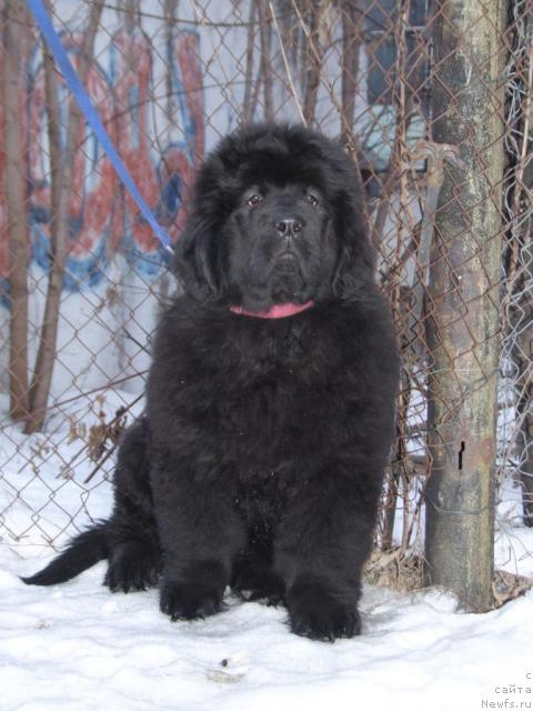 Фото: ньюфаундленд Zholli Wonderfull iz Medvejyego Yara (Жолли Вандерфулл из Медвежьего Яра)