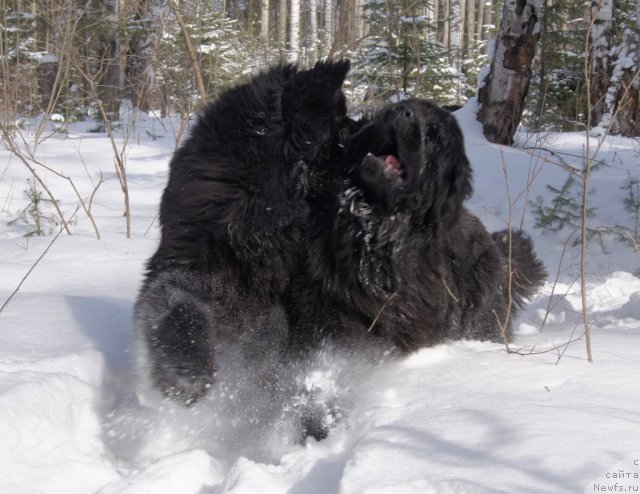Фото: ньюфаундленд Ih Vyisochestvo Batterflyay Blyek Omeliya (Их Высочество Баттерфляй Блэк Омелия), ньюфаундленд Ih Vyisochestvo Gotika Al'deya (Их Высочество Готика Альдея)
