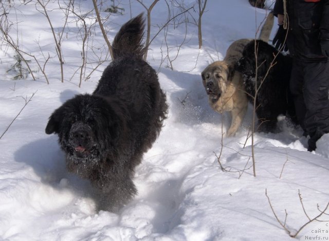 Фото: ньюфаундленд Ih Vyisochestvo Gotika Al'deya (Их Высочество Готика Альдея)