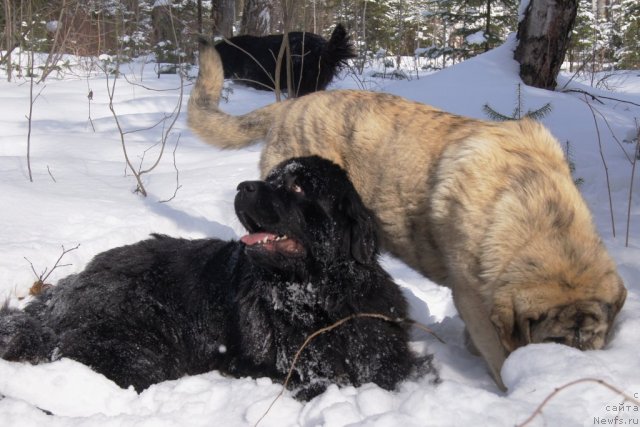 Фото: ньюфаундленд Ih Vyisochestvo Gotika Al'deya (Их Высочество Готика Альдея), Плюха-испанский мастиф щеночек.