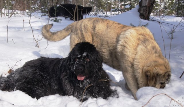 Фото: ньюфаундленд Ih Vyisochestvo Gotika Al'deya (Их Высочество Готика Альдея), Плюша