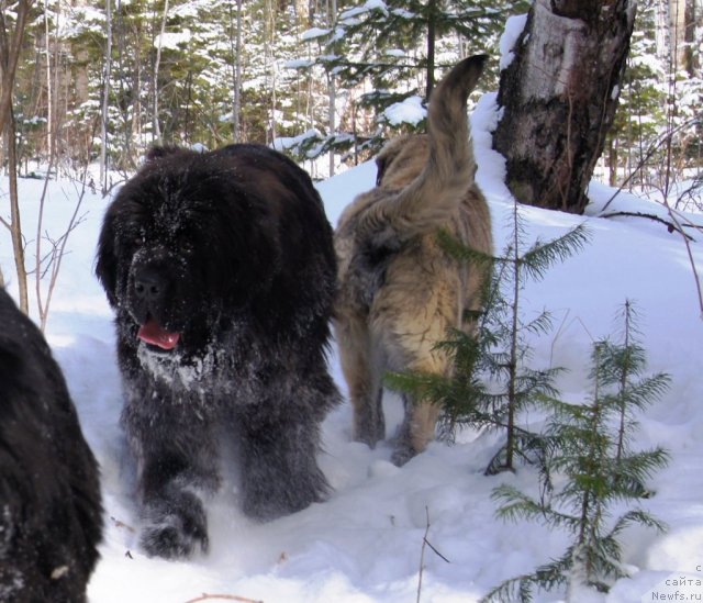 Фото: ньюфаундленд Ih Vyisochestvo Giacinta Briz (Их Высочество Гиацинта Бриз)