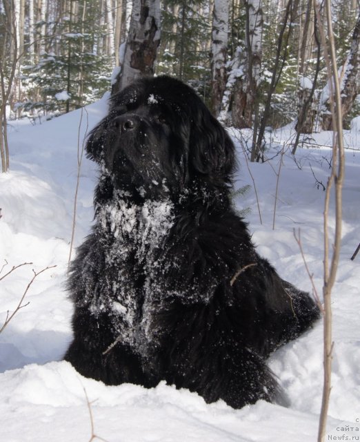 Фото: ньюфаундленд Ih Vyisochestvo Gotika Al'deya (Их Высочество Готика Альдея)