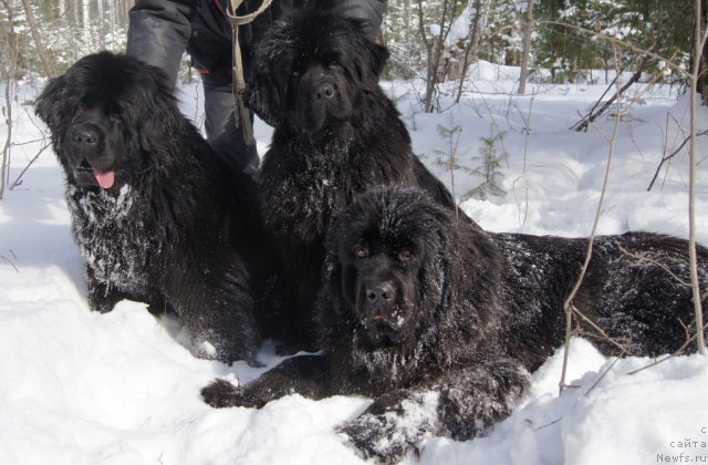 Фото: ньюфаундленд Ih Vyisochestvo Gotika Al'deya (Их Высочество Готика Альдея), ньюфаундленд Ih Vyisochestvo Batterflyay Blyek Omeliya (Их Высочество Баттерфляй Блэк Омелия), ньюфаундленд Ih Vyisochestvo Giacinta Briz (Их Высочество Гиацинта Бриз)