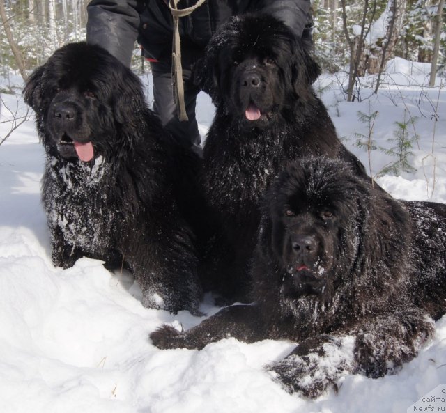 Фото: ньюфаундленд Ih Vyisochestvo Gotika Al'deya (Их Высочество Готика Альдея), ньюфаундленд Ih Vyisochestvo Batterflyay Blyek Omeliya (Их Высочество Баттерфляй Блэк Омелия), ньюфаундленд Ih Vyisochestvo Giacinta Briz (Их Высочество Гиацинта Бриз)