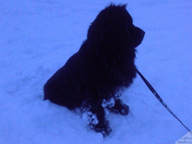 Фото: ньюфаундленд Toptyijka Samson (Топтыжка Самсон)