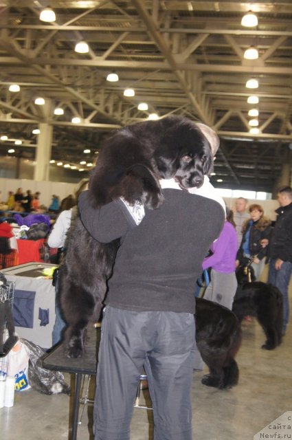 Фото: ньюфаундленд Plushevaya Panda Udivitelnaja Kejt (Плюшевая Панда Удивительная Кейт)