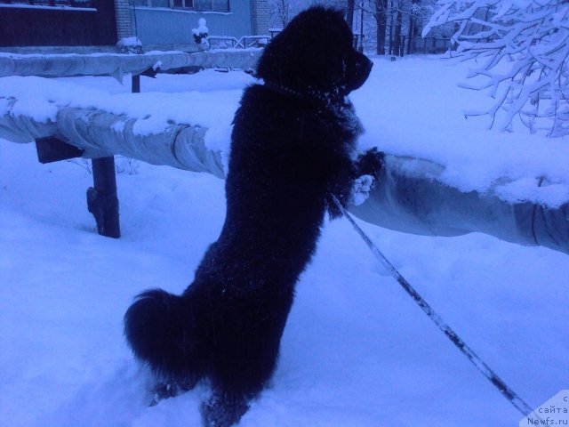 Фото: ньюфаундленд Toptyijka Samson (Топтыжка Самсон)