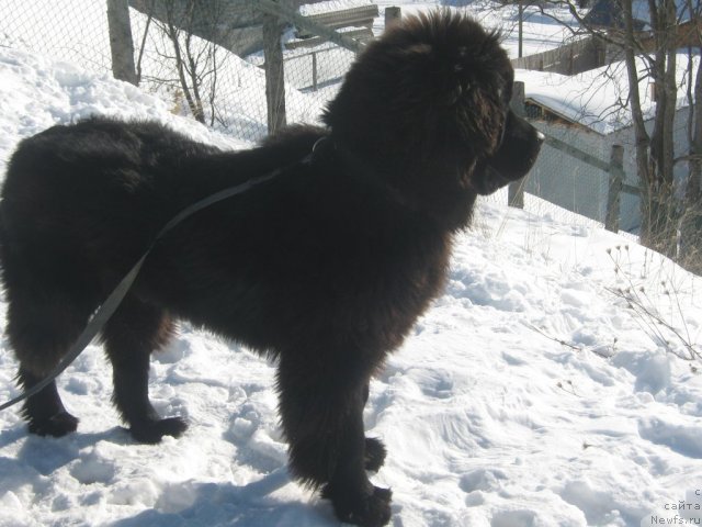 Фото: ньюфаундленд Pitern'yuf Need for Speed (Питерньюф Неед фор Спеед)