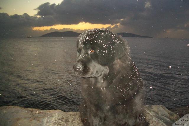 Фото: ньюфаундленд Potap Doch Menshaya (Потап Дочь Меньшая)