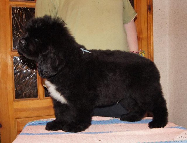 Фото: ньюфаундленд Super Bizon Zakkari (Супер Бизон Заккари)