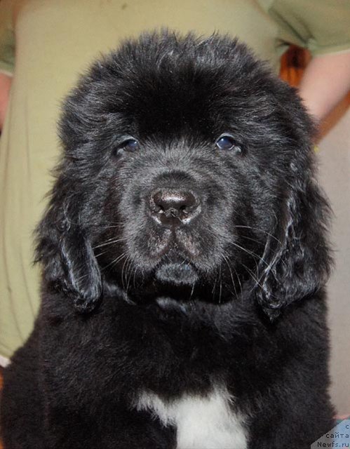 Фото: ньюфаундленд Super Bizon Zakkari (Супер Бизон Заккари)