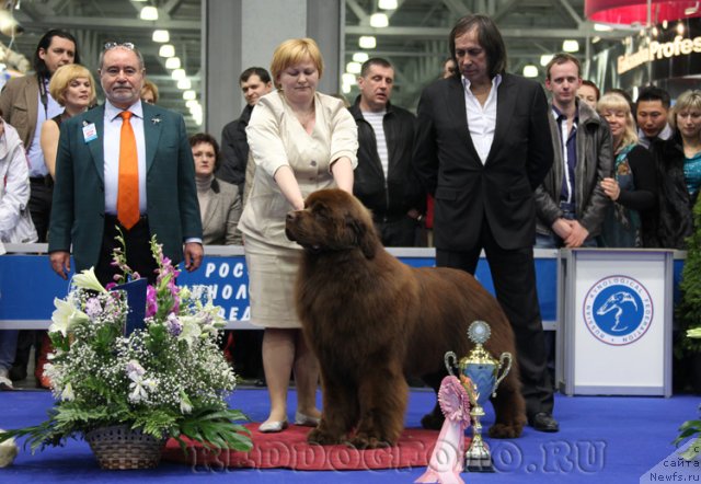 Фото: ньюфаундленд Aquatoriya Kelvin Reds Begin and Win (Акватория Келвин Редс Бегин энд Вин)