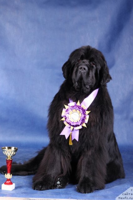 Фото: ньюфаундленд Toptyijka Don Kihot (Топтыжка Дон Кихот)