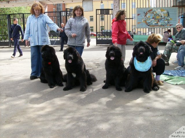 Фото: ньюфаундленд Toptyijka Don Kihot (Топтыжка Дон Кихот)