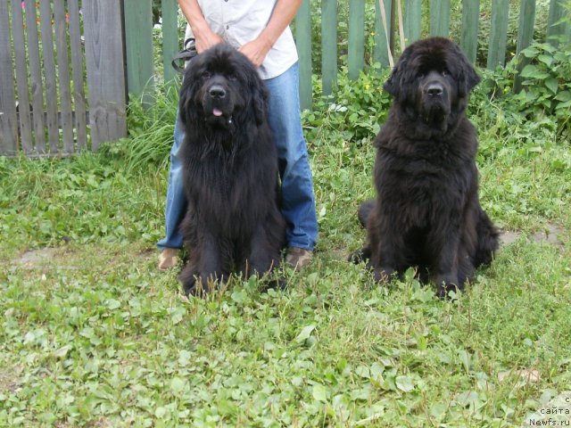 Фото: Поптыжка Дон Кихот и Бегущая по Волнам Высшая лига.