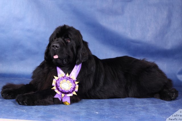 Фото: ньюфаундленд Toptyijka Don Kihot (Топтыжка Дон Кихот)