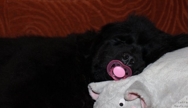 Фото: ньюфаундленд Sent Djons YUna (Сент Джонс Юна)