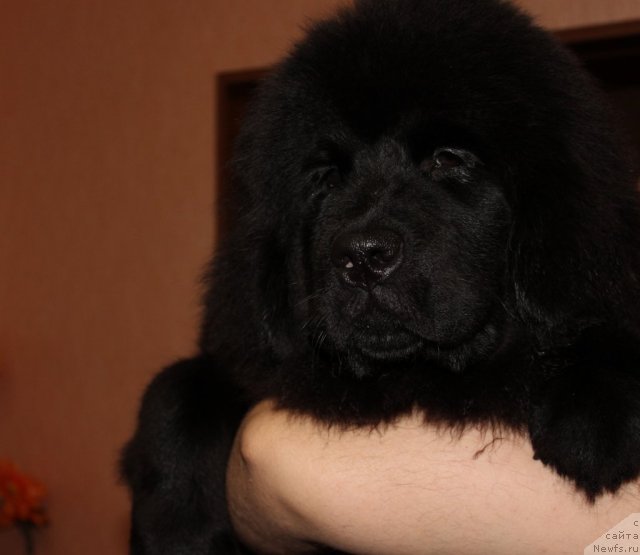 Фото: ньюфаундленд Sent Djons YUna (Сент Джонс Юна)