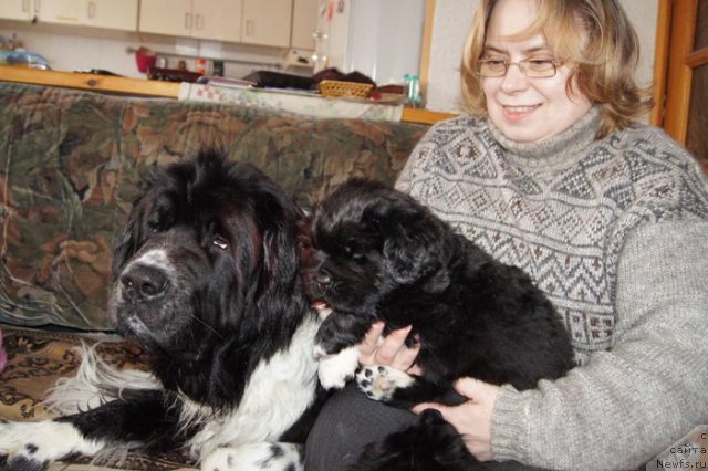 Фото: ньюфаундленд Super Bizon Gera (Супер Бизон Гера), Ol'ga Skumatenko (Ольга Скуматенко)