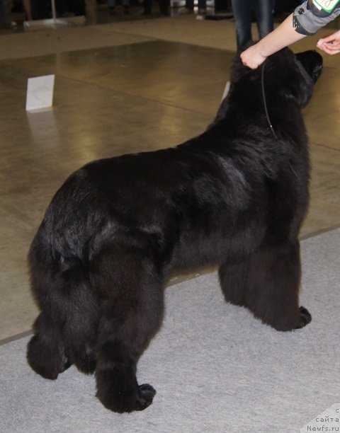 Фото: ньюфаундленд Plushevaya Panda Udivitelnaja Kejt (Плюшевая Панда Удивительная Кейт)