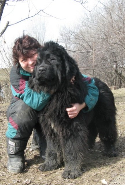Фото: ньюфаундленд Plushevaya Panda Uilfred (Плюшевая Панда Уилфред)
