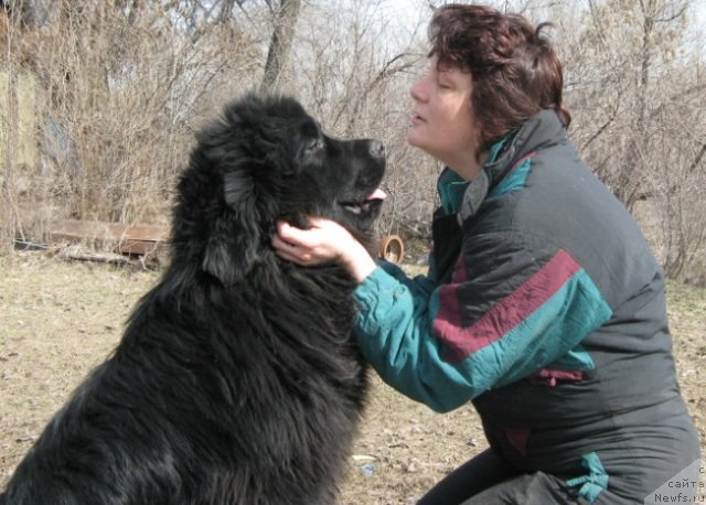 Фото: ньюфаундленд Plushevaya Panda Uilfred (Плюшевая Панда Уилфред)