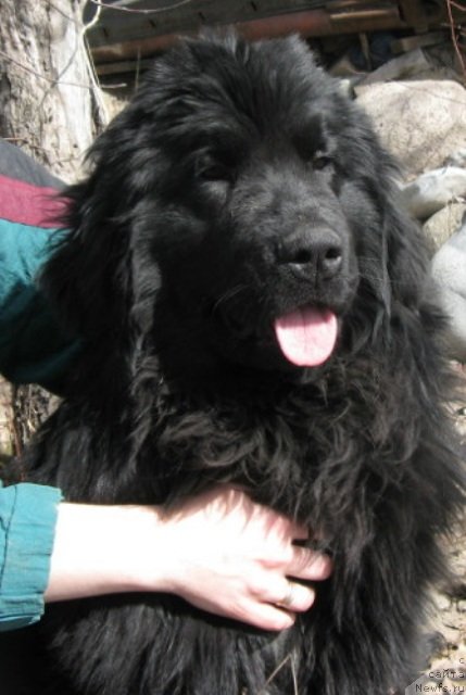 Фото: ньюфаундленд Plushevaya Panda Uool Odri Art-2 (Плюшевая Панда Уоол Одри Арт - 2)