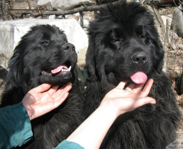 Фото: ньюфаундленд Plushevaya Panda Uool Odri Art-2 (Плюшевая Панда Уоол Одри Арт - 2), ньюфаундленд Plushevaya Panda Uilfred (Плюшевая Панда Уилфред)