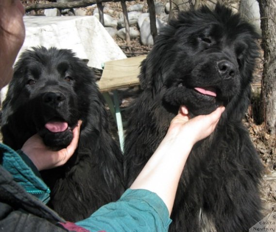 Фото: ньюфаундленд Plushevaya Panda Uool Odri Art-2 (Плюшевая Панда Уоол Одри Арт - 2), ньюфаундленд Plushevaya Panda Uilfred (Плюшевая Панда Уилфред)