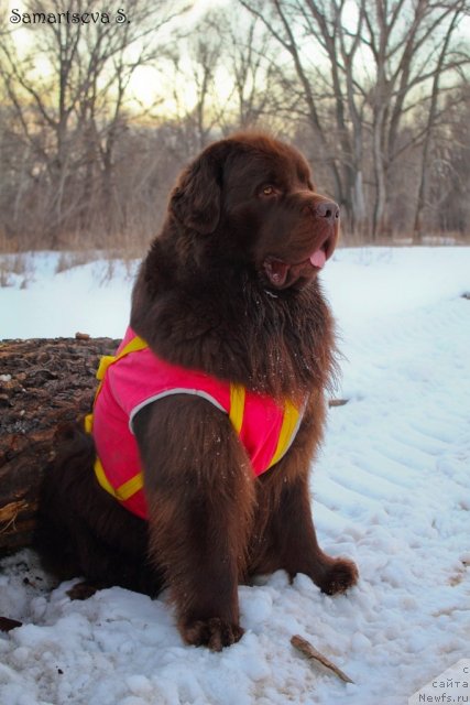 Фотография № 90529