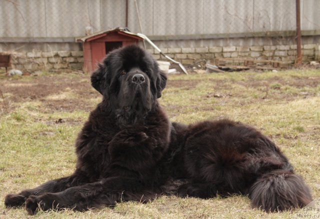 Фото: ньюфаундленд Beguschaya po Volnam Hasta la Vista (Бегущая по Волнам Хаста ла Виста)