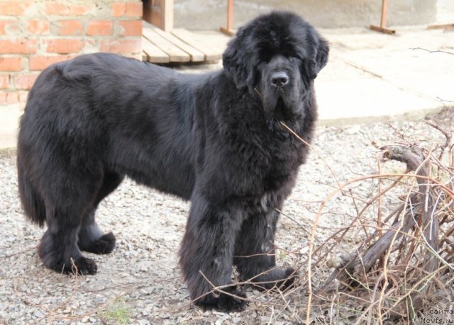 Фото: ньюфаундленд Beguschaya po Volnam Hasta la Vista (Бегущая по Волнам Хаста ла Виста)