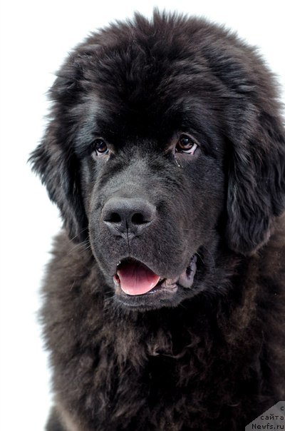 Фото: ньюфаундленд Princ Al'finskiy (Принц Альфинский)