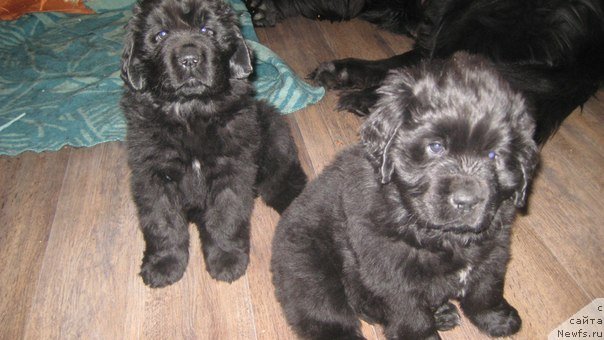 Фото: ньюфаундленд Toptyijka Don Kihot (Топтыжка Дон Кихот)