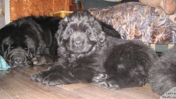 Фото: ньюфаундленд Toptyijka Don Kihot (Топтыжка Дон Кихот)