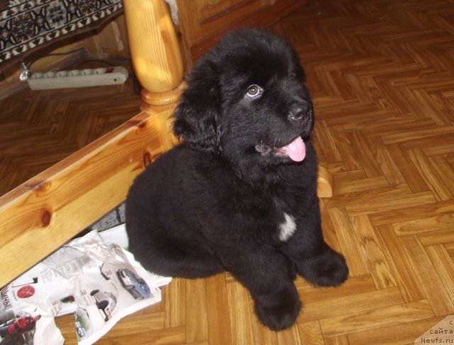 Фото: ньюфаундленд Charuyuschiy Chezario (Чарующий Чезарио), ньюфаундленд Charuyuschiy Chezario (Чарующий Чезарио)