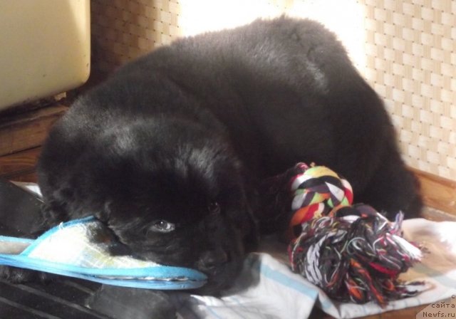 Фото: ньюфаундленд Charuyuschiy Chezario (Чарующий Чезарио)