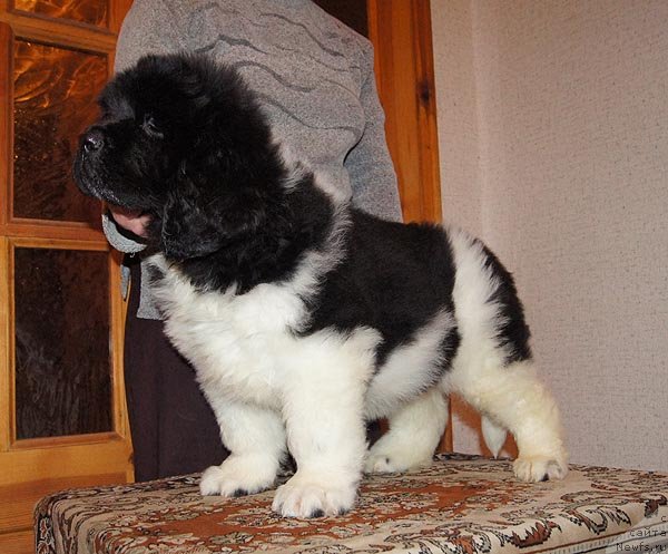 Фото: ньюфаундленд Super Bizon Zlatogor (Супер Бизон Златогор)