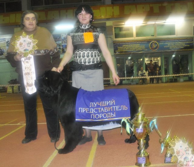 Фото: ньюфаундленд Kara Ayular Almaznaya Princessa (Кара Аюлар Алмазная Принцесса), Татьяна, Natal'ya Potehina (Наталья Потехина)