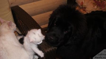 Фото: ньюфаундленд Plushevaya Panda Udivitelnaja Kejt (Плюшевая Панда Удивительная Кейт)